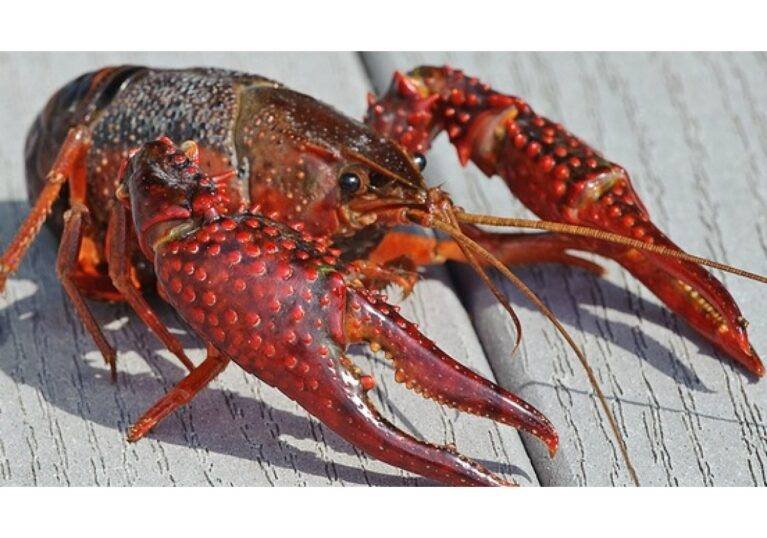 Live Crawfish Shipped